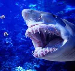 Shark with Open Mouth